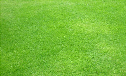 Texturas de Césped ~ Recursos Para El Diseñador