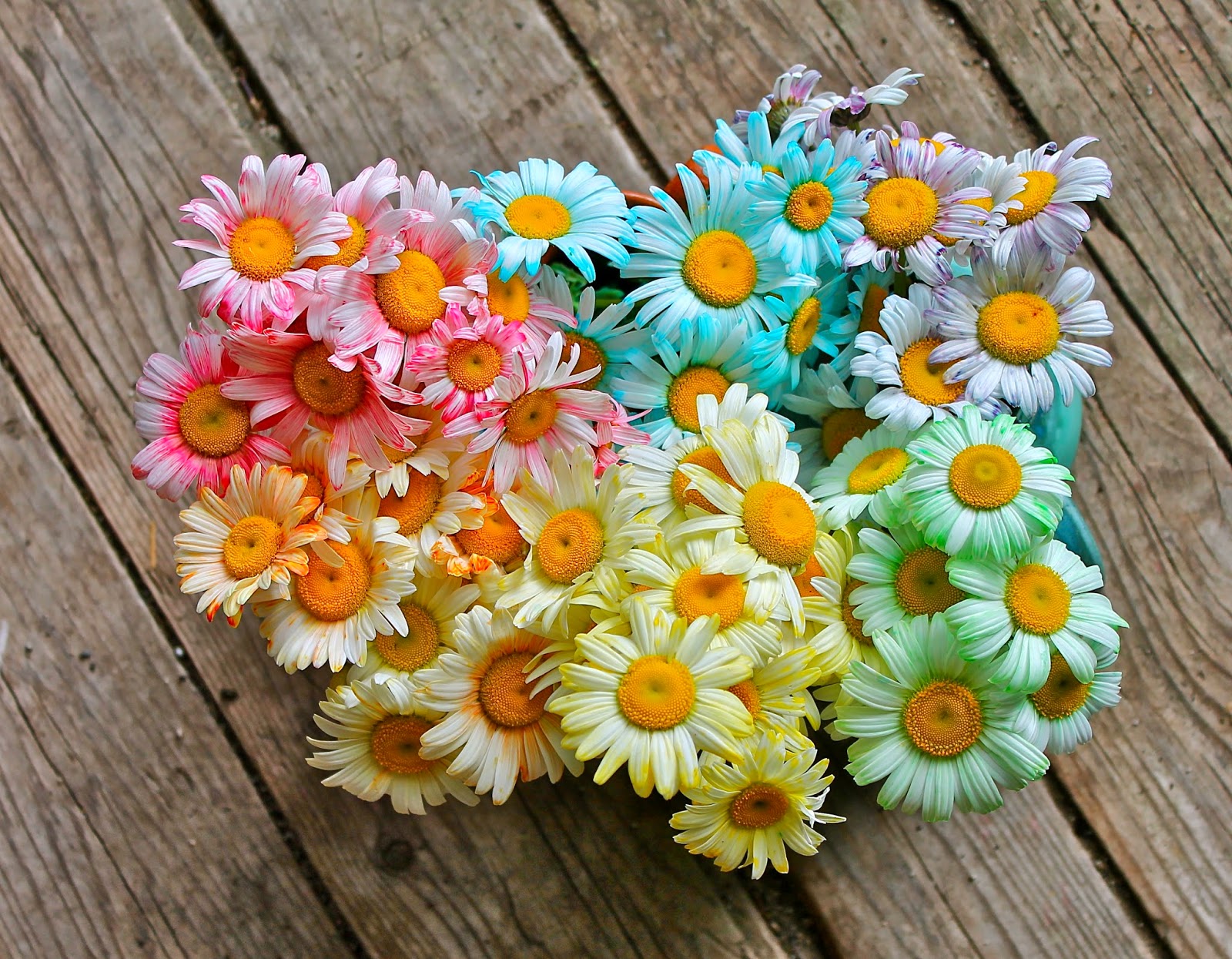 Twig and Toadstool Rainbow Dyed Daisies