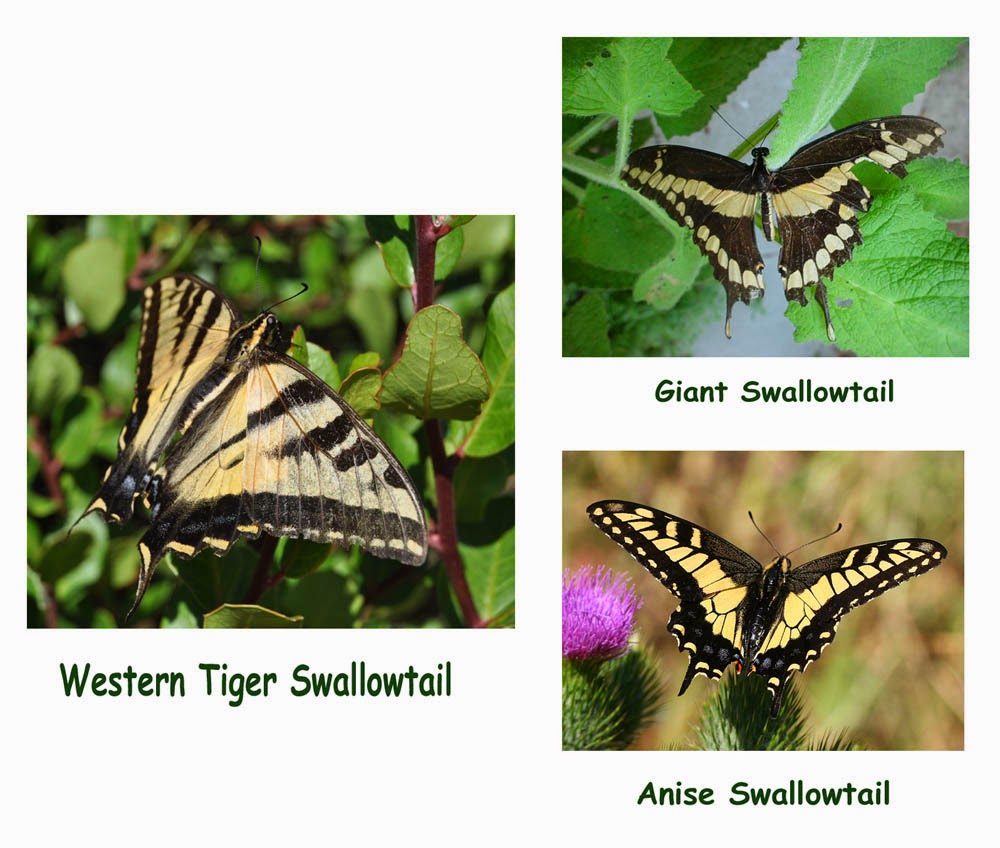 Mother Nature's Backyard - A Water-wise Garden: Western Tiger