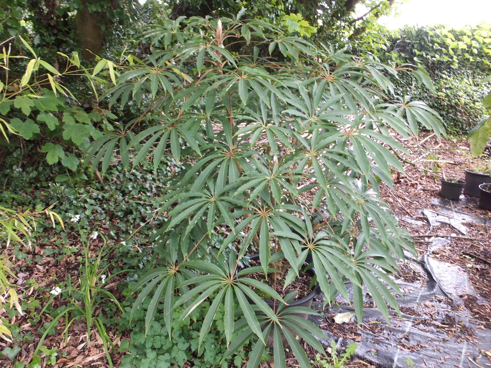 Angie S Garden Diaries Garden Bloggers Bloom Day February 2015