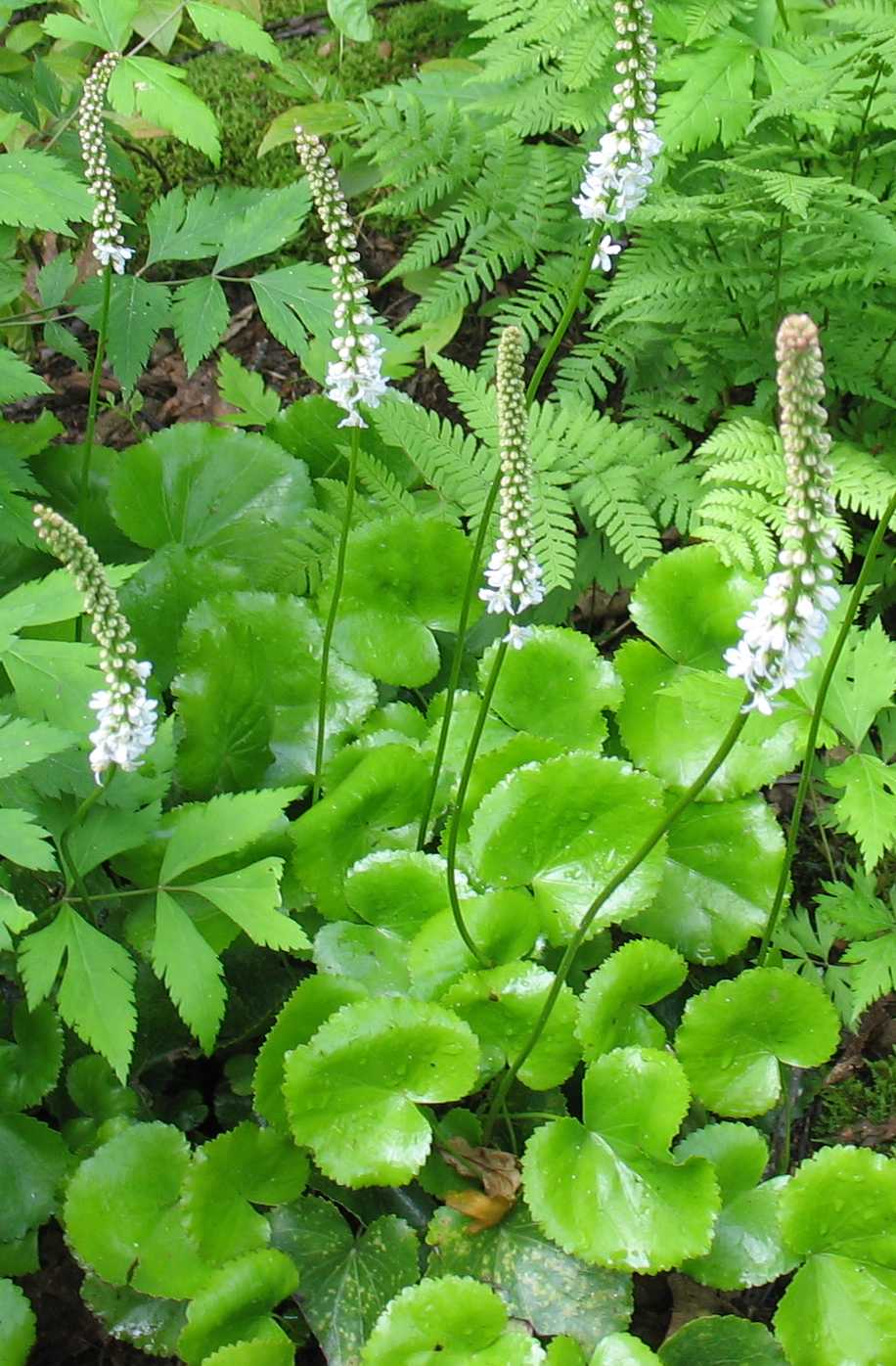 Using Native Plants Native Summer Perennials in