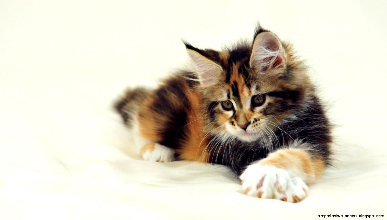 Maine Coon wallpaper Maine Coon wallpaper