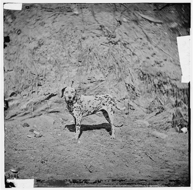 The Picket The American Civil War 18611865 Dogs Of War Fredericksburg