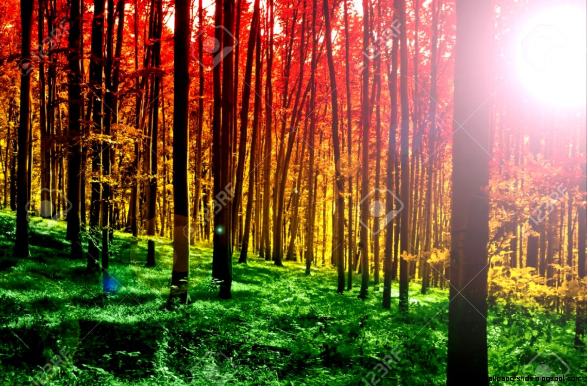 Colorful Mystical Forest With Sun Ray At Morning Stock Photo Colorful Mystical Forest With Sun Ray At Morning Stock Photo