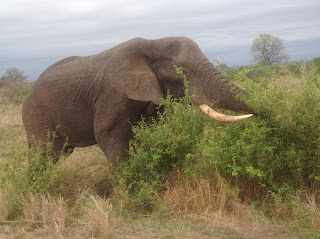 Vandaag staat 'Olifants' op het programma, een Rest camp 50 kilometer ten noorden van Satara en tevens de naam van de rivier die daar langs stroomt.