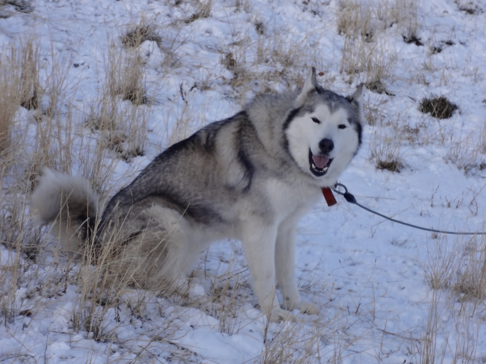 Siberian Husky female