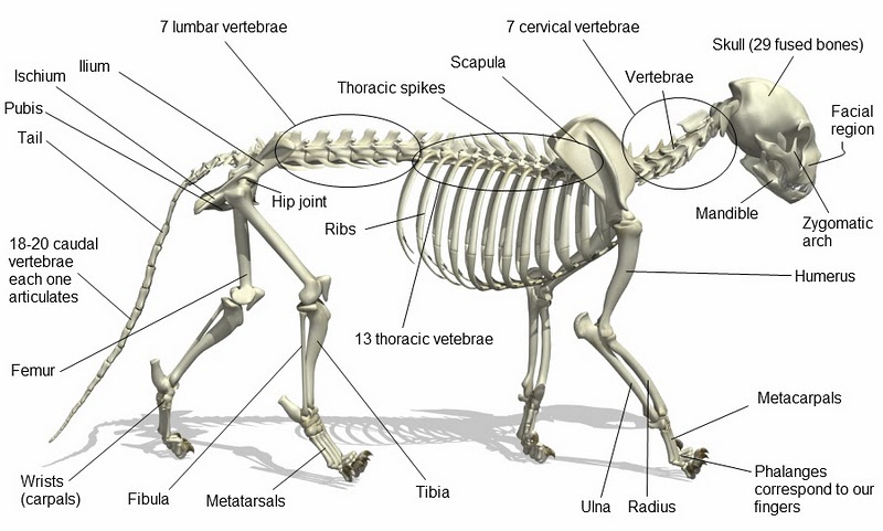 Jaguar Skeleton