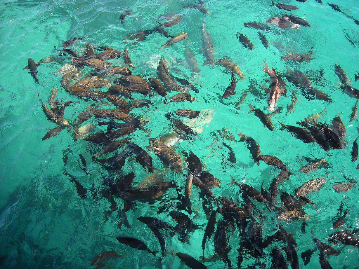 JUAG FISH SANCTUARY The Off the Beaten Path Wonder of Matnog, Sorsogon