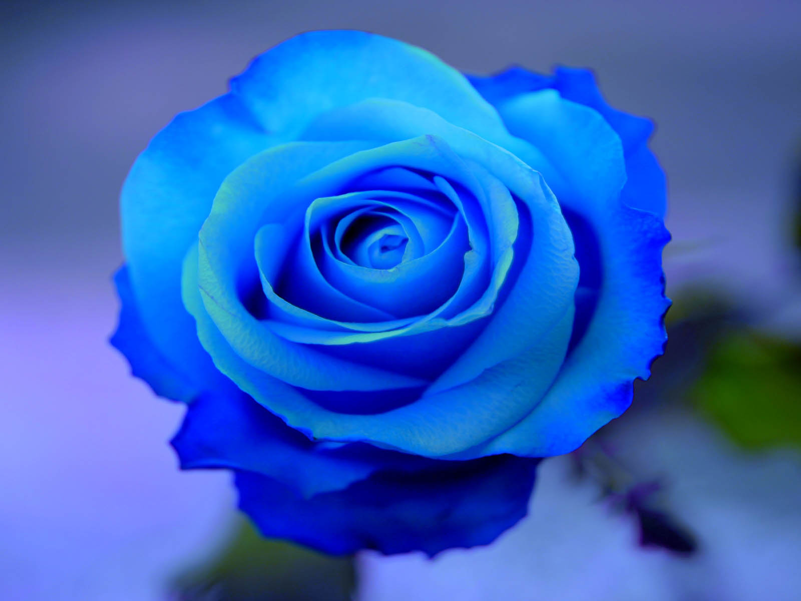 Beautiful Roses HD Desktop Wallpapers in 1080p ~ Super HD ...