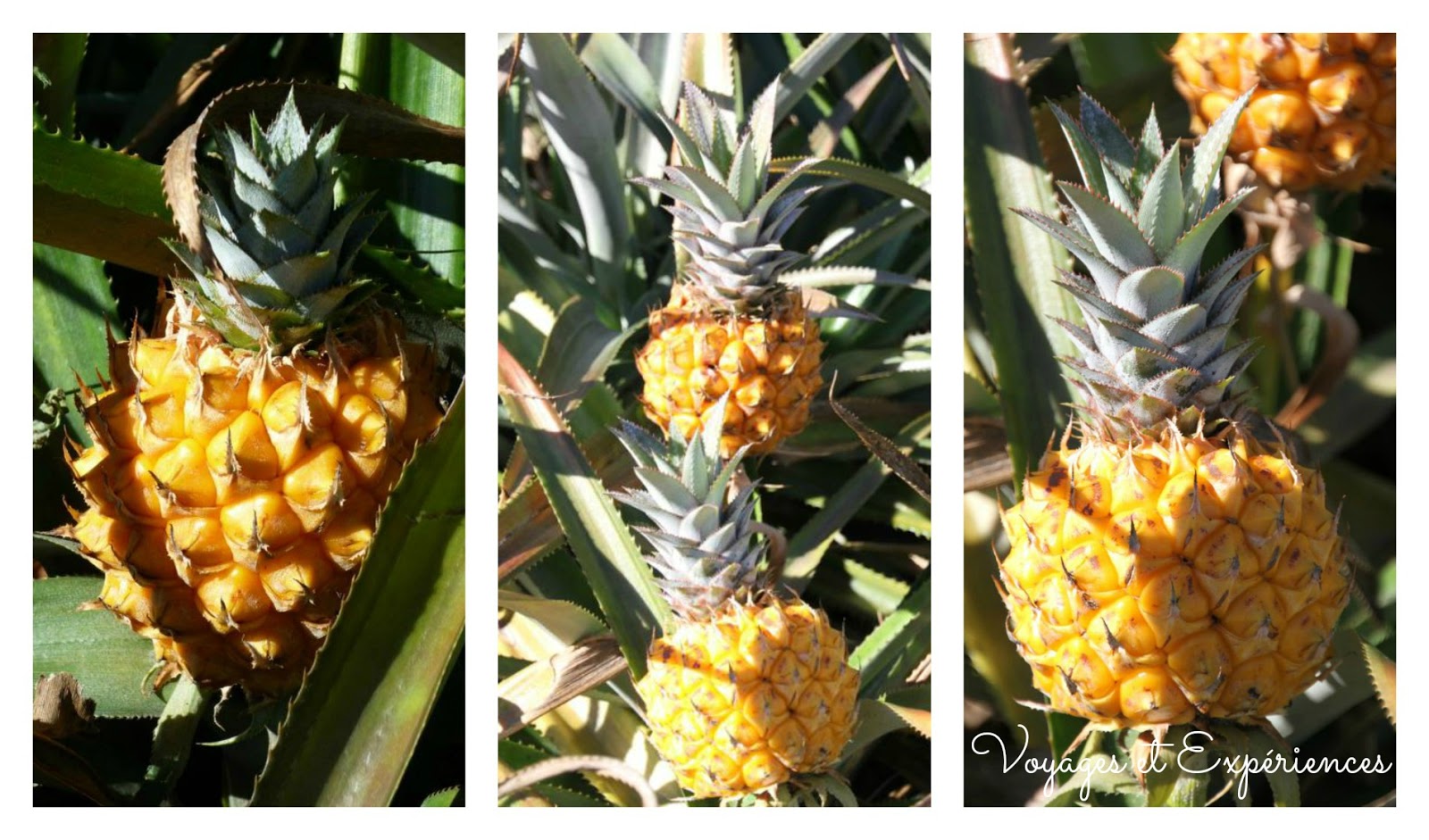 Saveurs et Expériences Brochettes Ananas Raisin