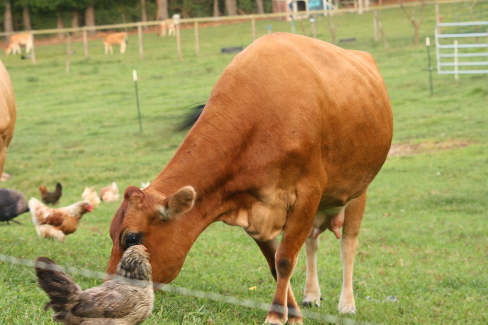 Can Chickens Live With Cows at Erica Killinger blog