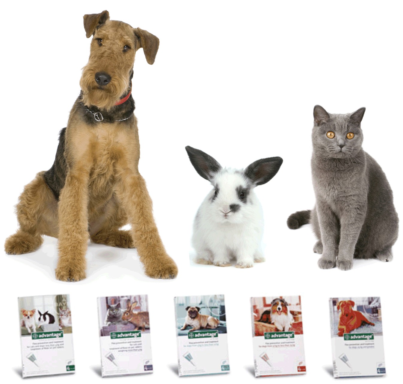Pet Dispensary affordable pet medication Protect your home, Protect