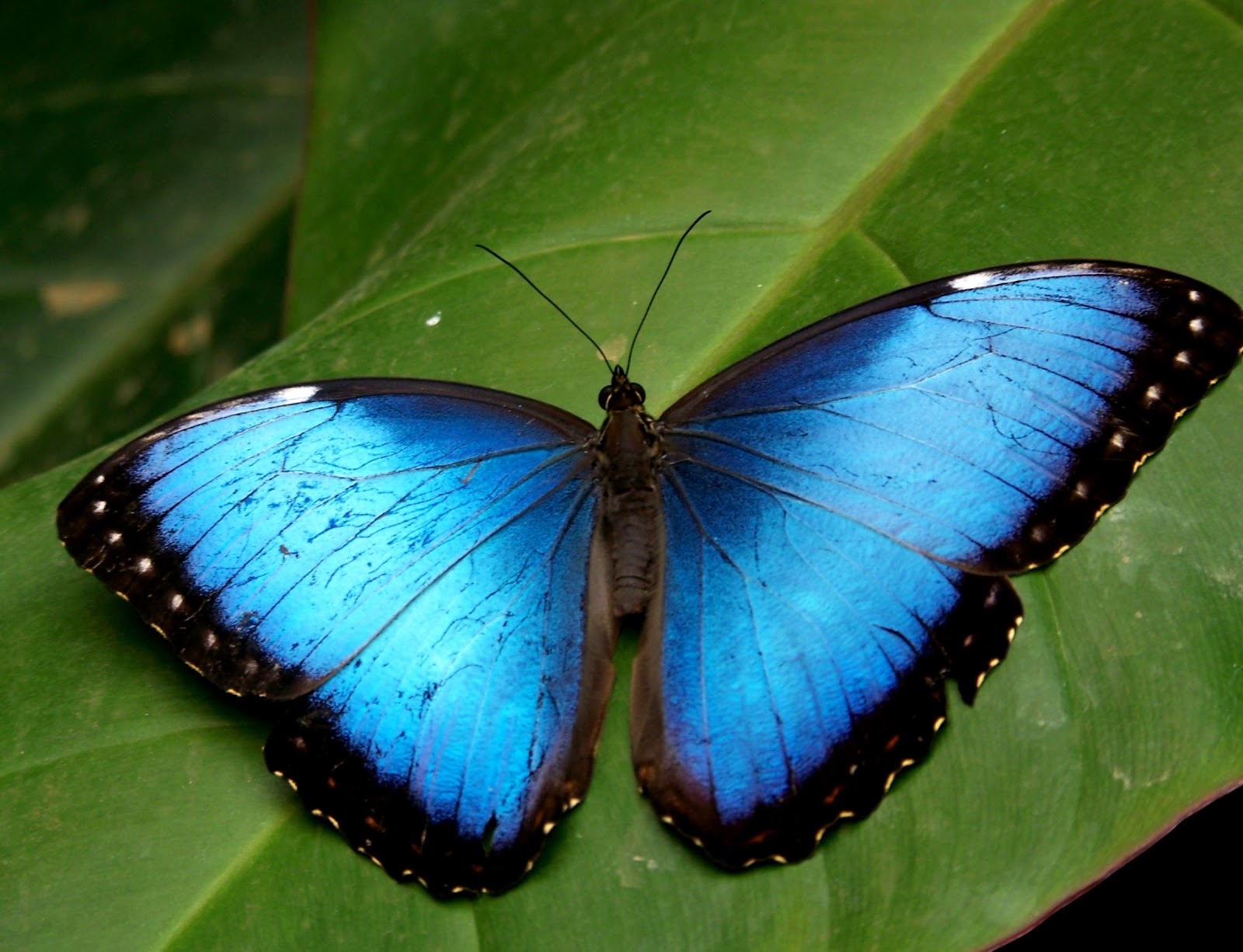 Blue Butterfly Blue Butterfly