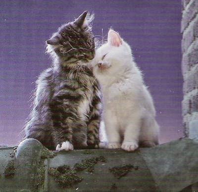 aujourd\u0027hui, c\u0027est la Saint,Valentin et à cet occasion, j\u0027ai envie de vous faire partager ces jolies photos de chats qui se font un câlin comme des amoureux