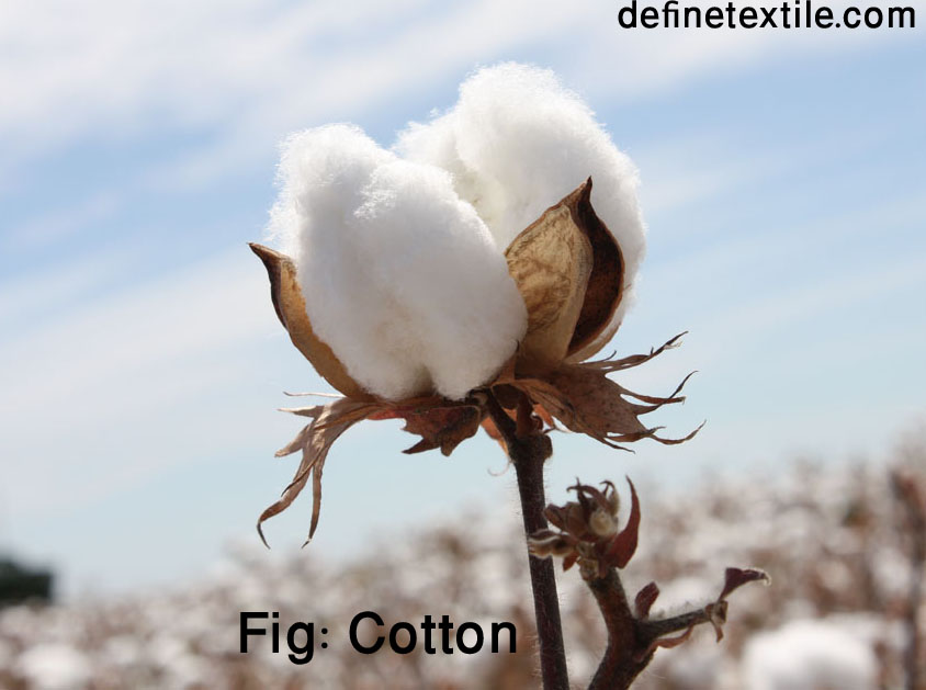 Cotton History Define Textile