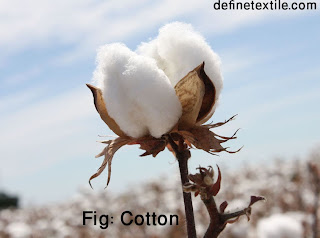 cotton-history