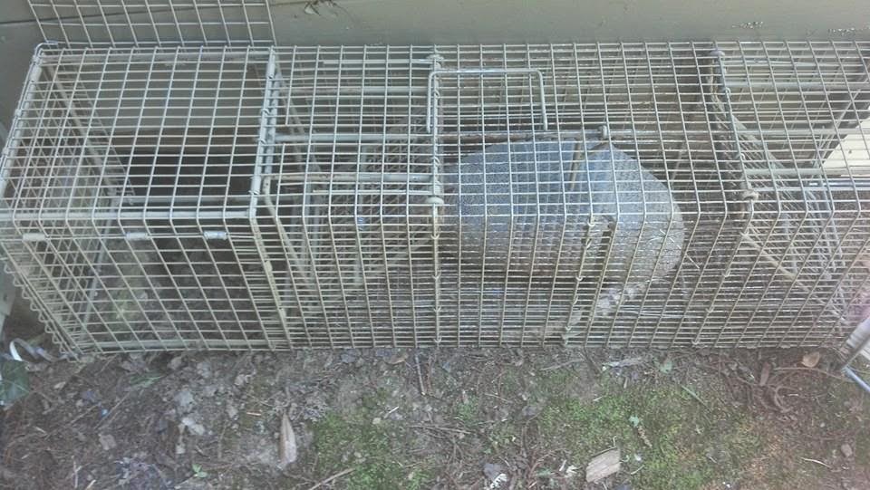 More Armadillos, Stan and Jerry Comstock Custom Cages