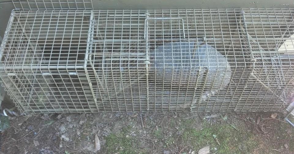 Comstock Cage Traps, In Action on the Line More Armadillos, Stan and