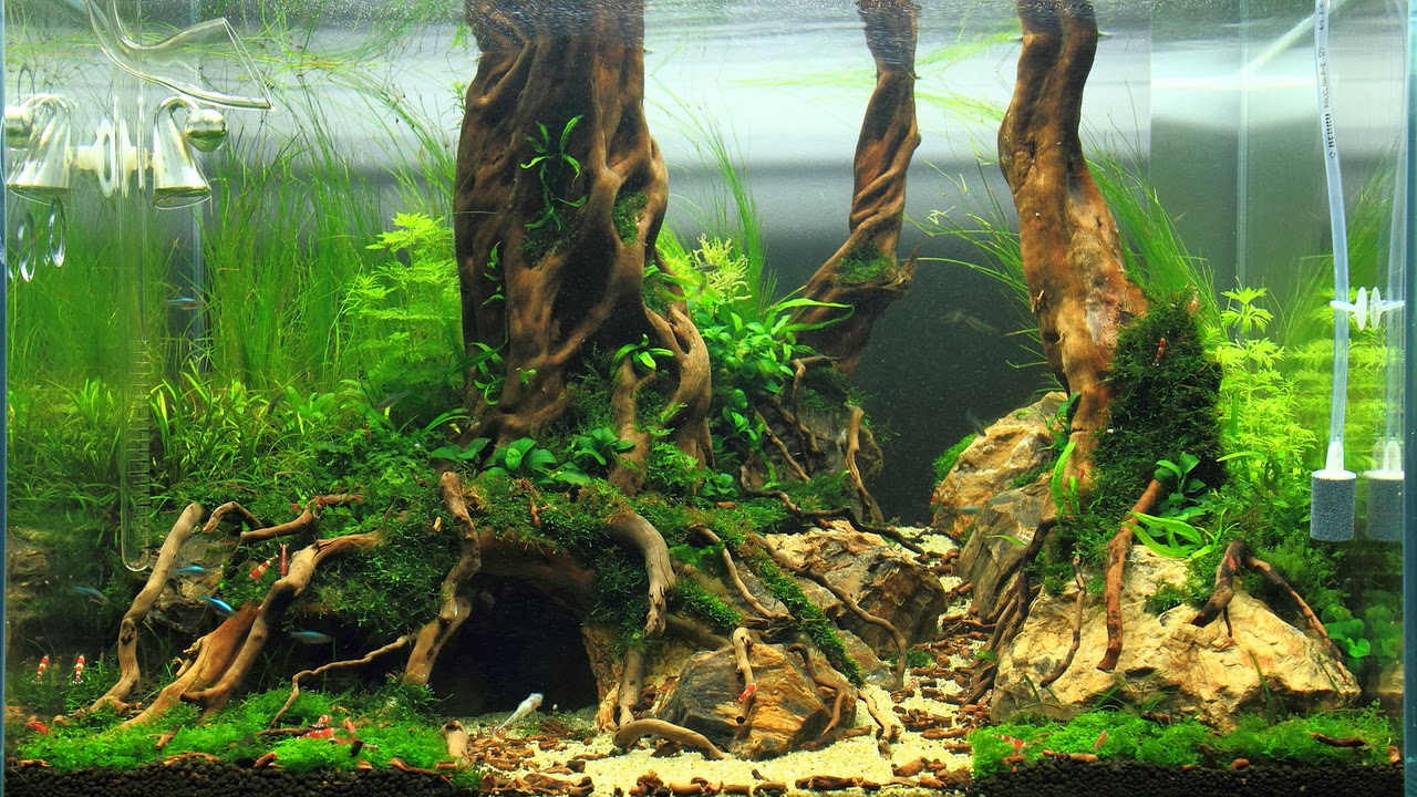 aquascape kl anderbergs blog aquascaping show 2014 i malm 246 aquascape kl anderbergs blog aquascaping show 2014 i malm 246