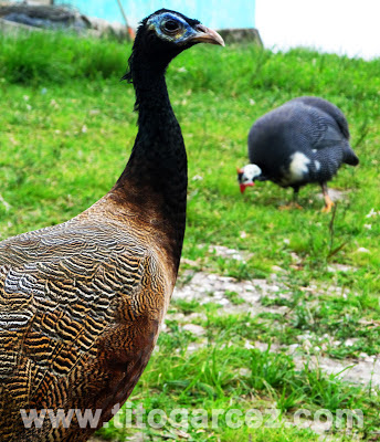Pavão fêmea e Guiné no Parque dos Falcões, em Sergipe Pavão fêmea (ou pavôa) e Guiné (ou Galinha-d'angola) no Parque dos Falcões, em Sergipe