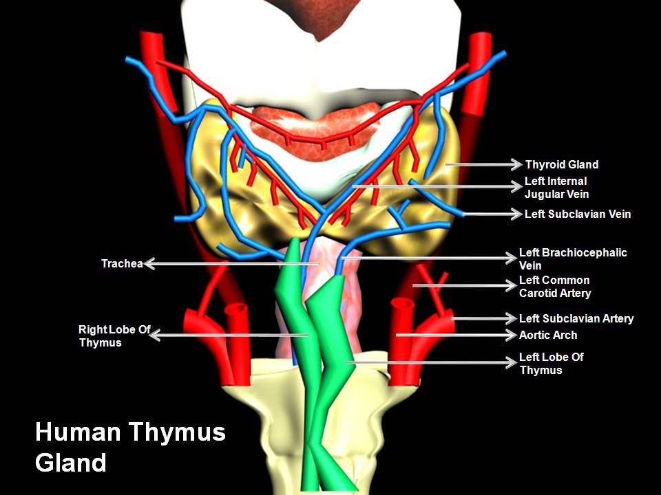 Manash (Subhaditya Edusoft): LYMPHATIC SYSTEM : Extra Drainage System