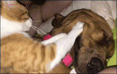 06-funny-gif-184-cat-massages-dog.gif