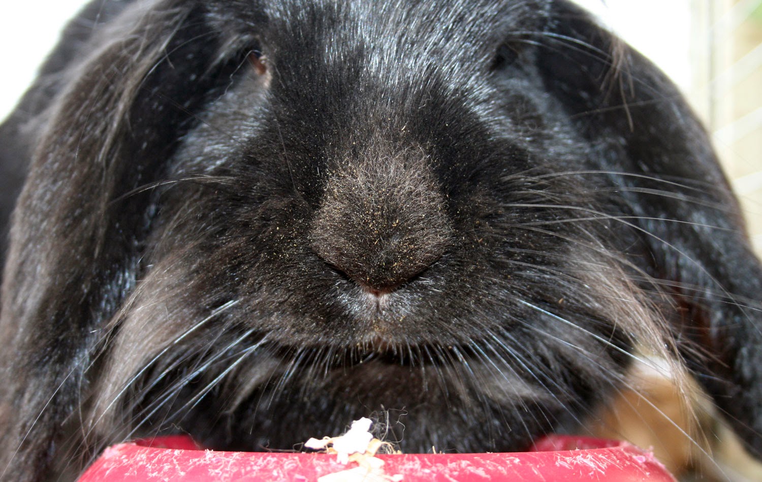 Sassy of the dusty nose Sassy of the dusty nose
