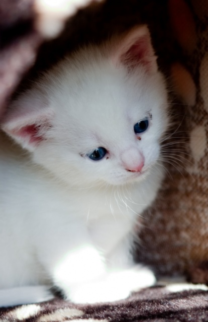 How much does a Turkish Angora Kitten Cost? - Annie Many