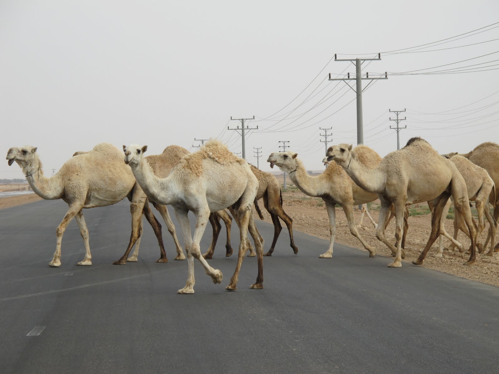 Family On the Go Camel Crossing