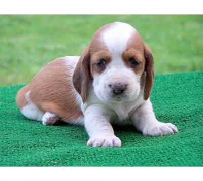 basset hound puppies available at poddarkennel