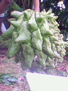 PUPUS MEKAR NURSERY Koleksi Tanaman Buah