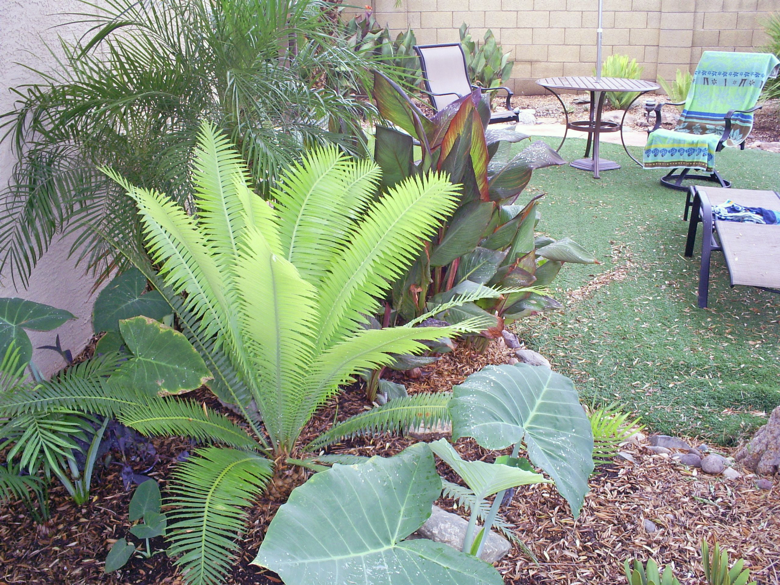 Brad's Tropical Paradise The trick to growing exotic plants in Arizona