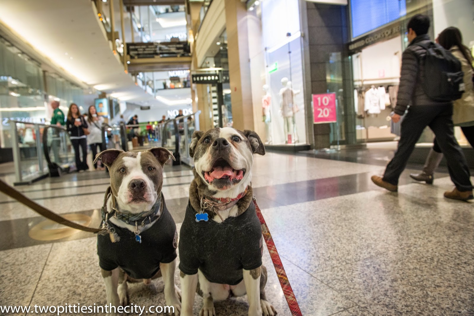 Two Pitties in the City City Dog The DogFriendliest Places Where We