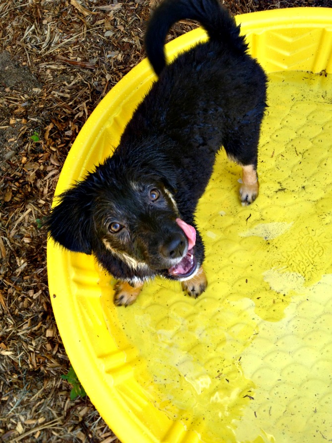 The Holland House: Brees in the Pool