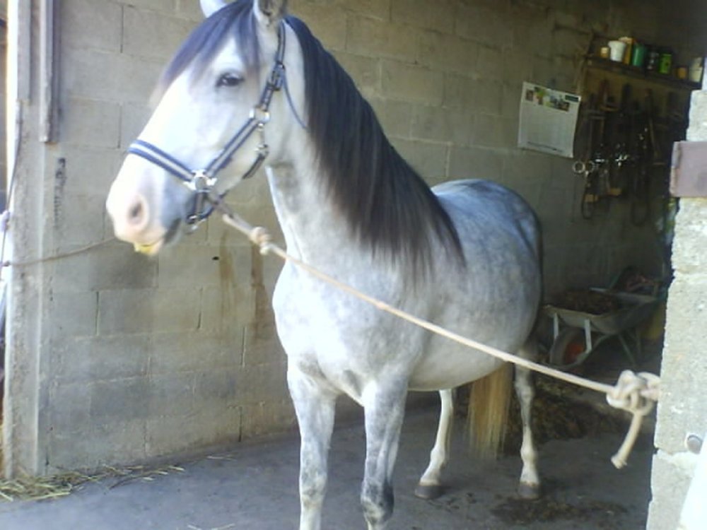 rencontre passion cheval