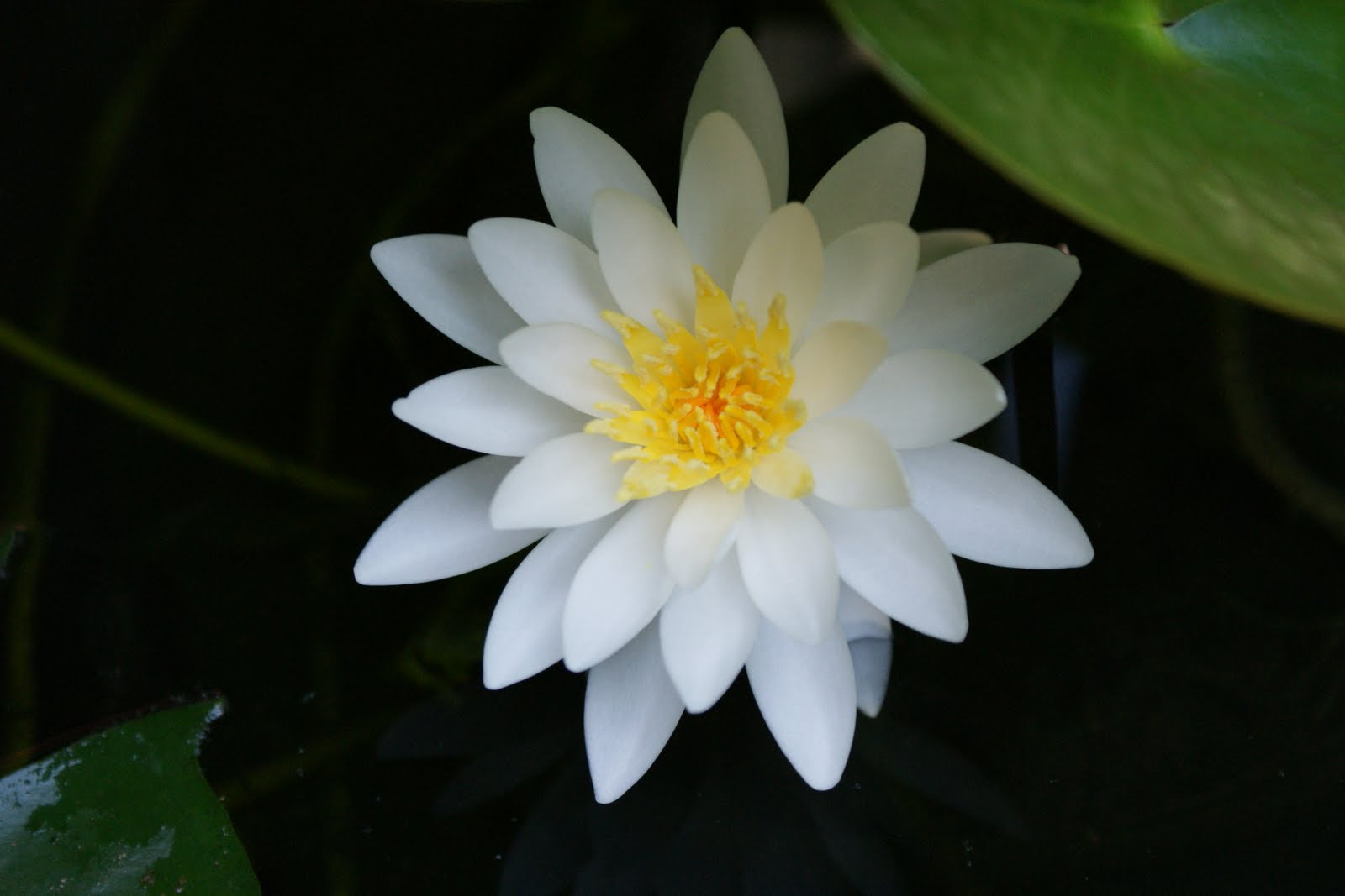 Shunkoin Temple Today: Water Lily Season