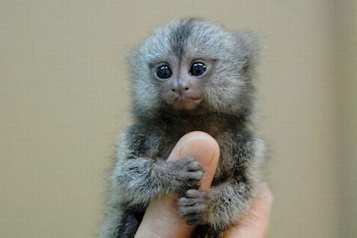 Smallest Monkey