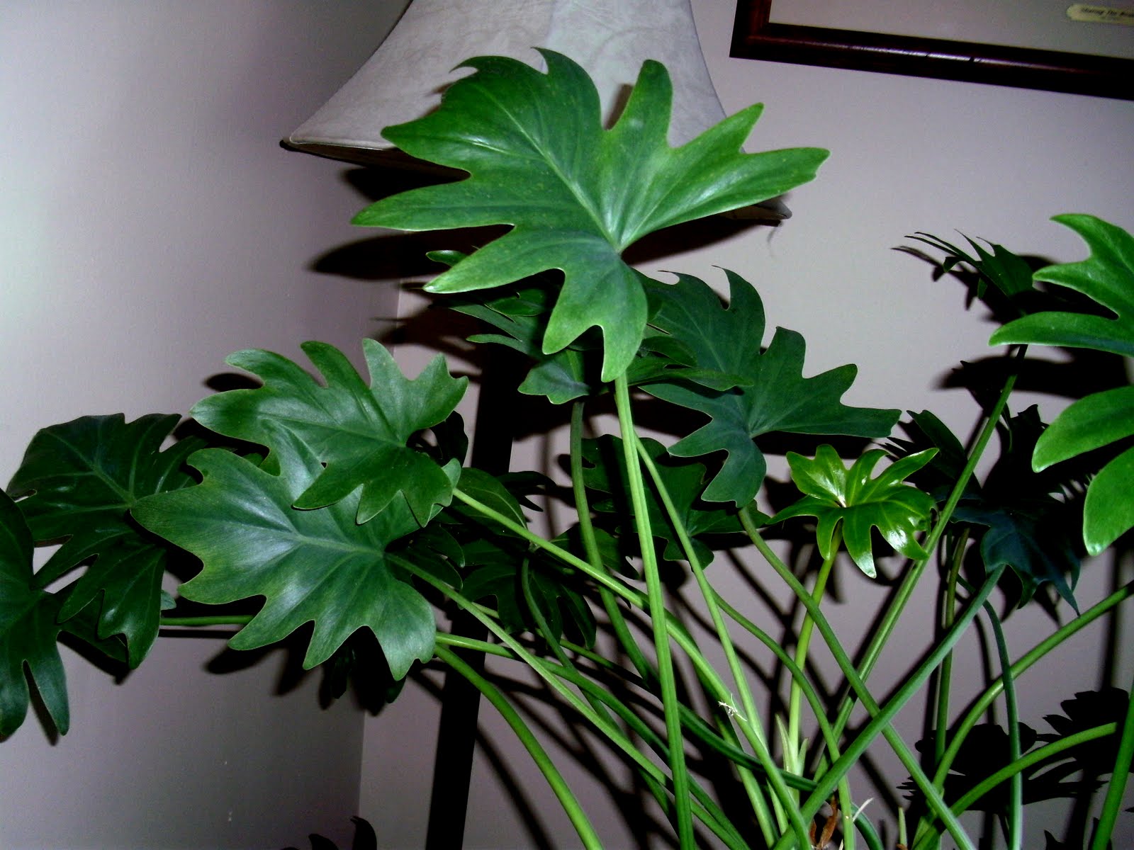 Making Home For the Love of....Plants