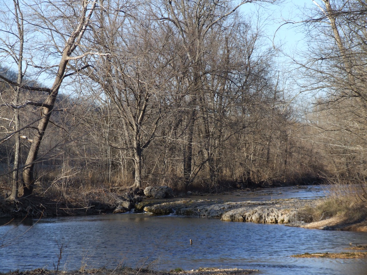 Springfield Plateau Virile Crayfish