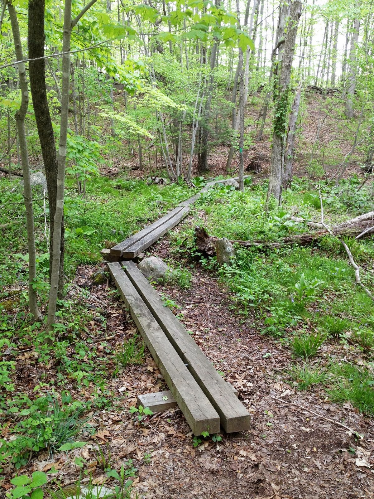 New England Mountain Bike Association, Central CT Chapter West Woods