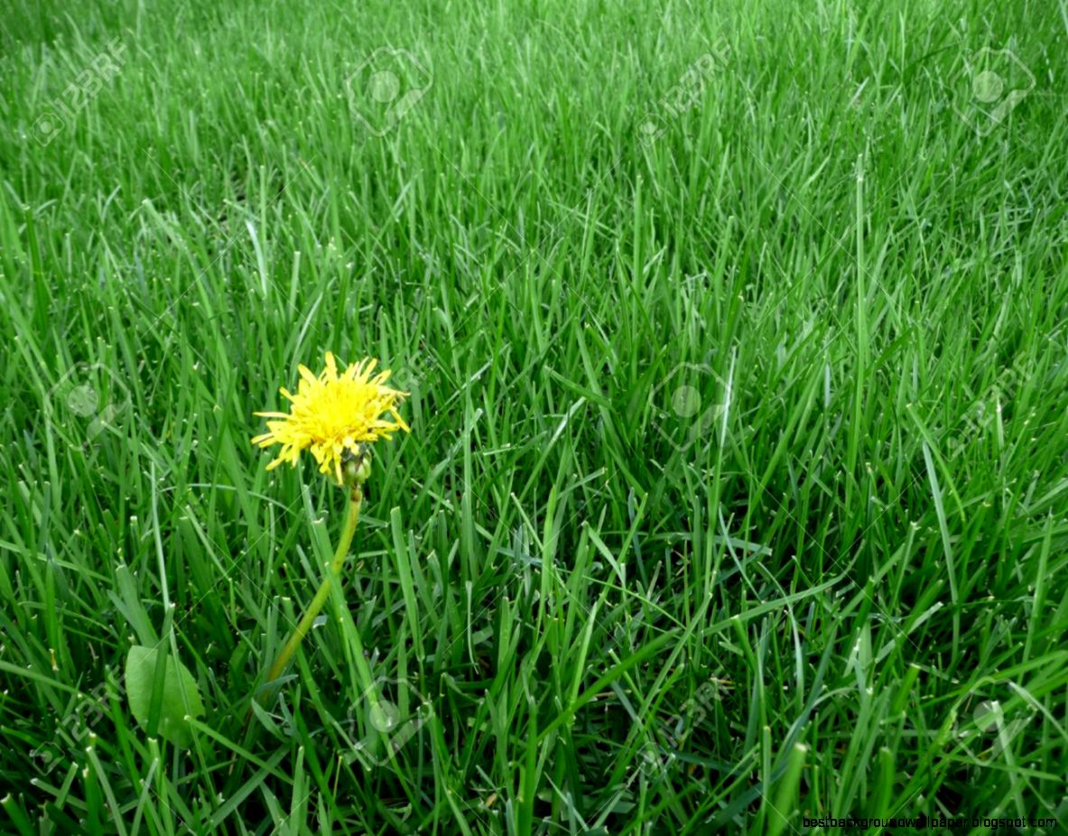 A Single Dandelion Taraxacum Officinale Flower On A Perfectly A Single Dandelion Taraxacum Officinale Flower On A Perfectly