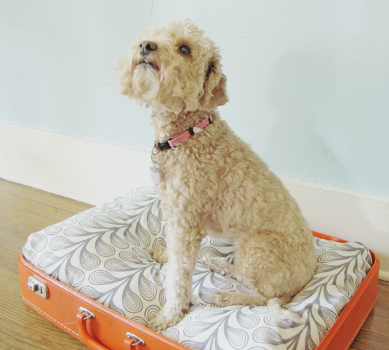 The Best Do It Yourself Dog Beds Uncruel