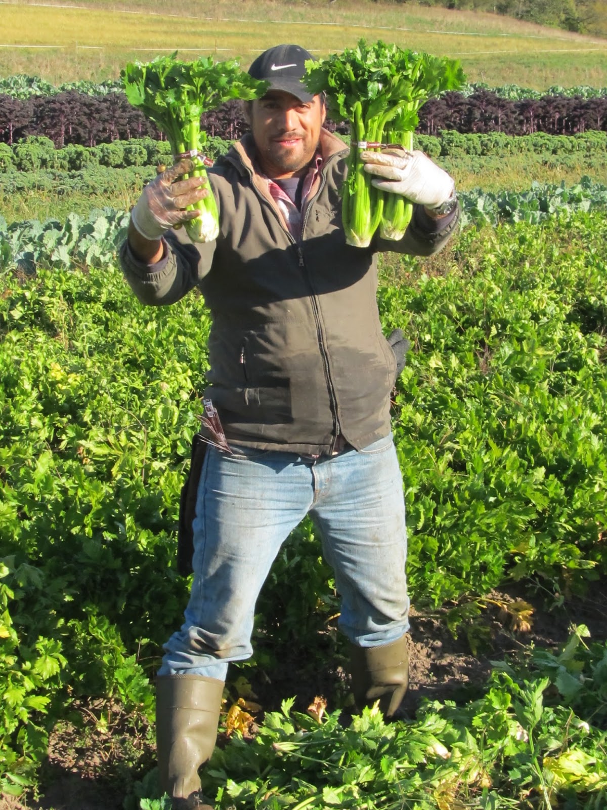 Harmony Valley Farm Vegetable Feature Celery
