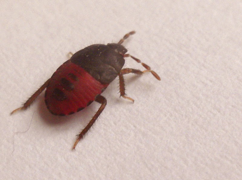 Exploring the Wild Shy little red and black bug