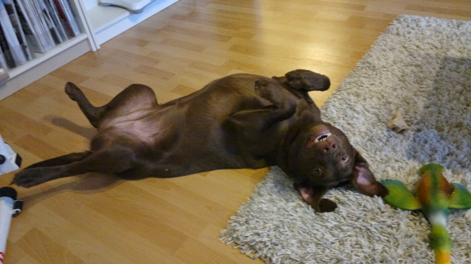 i am Mrs K My Dog Loves to Sleep on Her Back