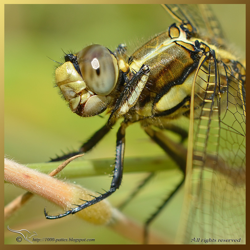 Orthetrum albistylum - http://1000-pattes.blogspot.fr/