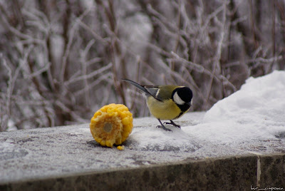 pitigoimareparusmajorchaffinch