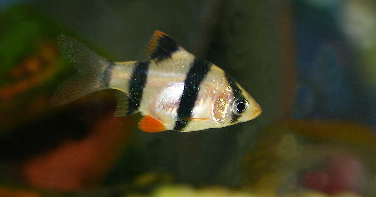 sazansigiller puntius tetrazona tetrazon kaplan barb akvaryum baliklari