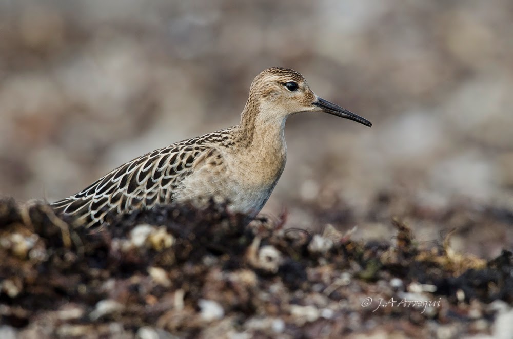 Combatiente, Philomachus pugnax, Ruff Combatiente, Philomachus pugnax, Ruff