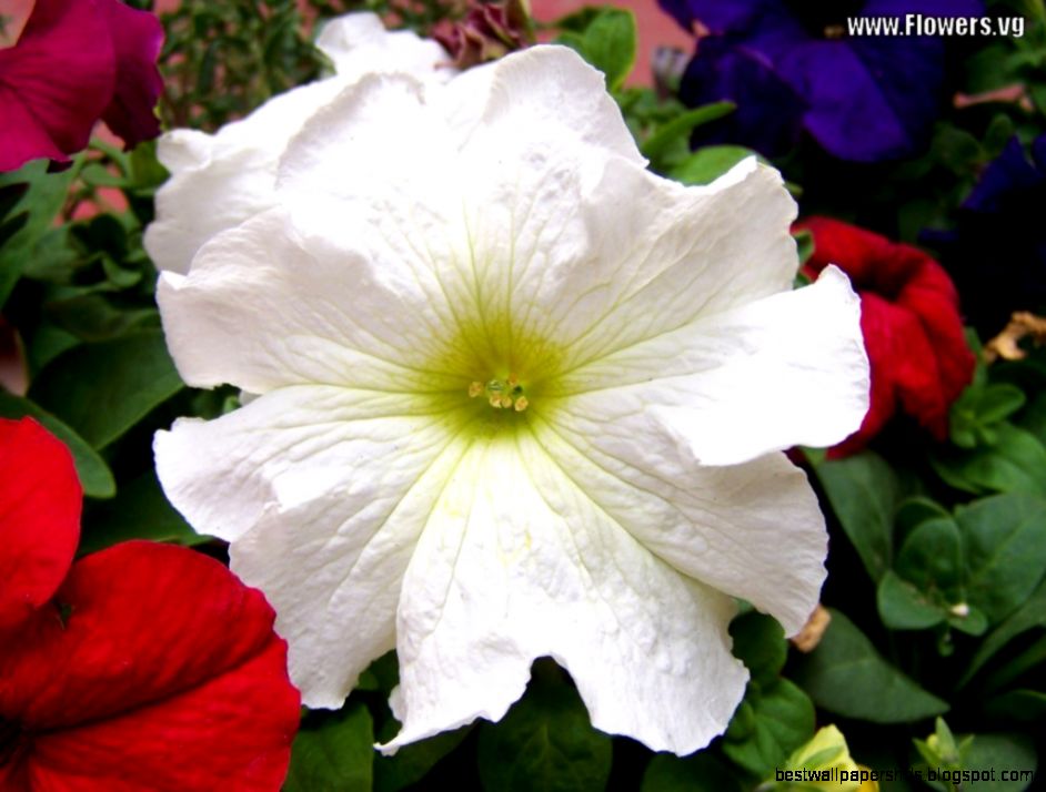 Petunia Flower Faizan Farms Petunia Flower Faizan Farms